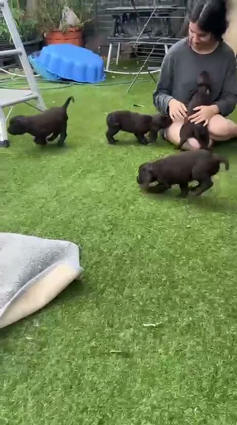 Cocker Spaniel dogs for sale: Choc cockers spaniel in Woking - Video 1