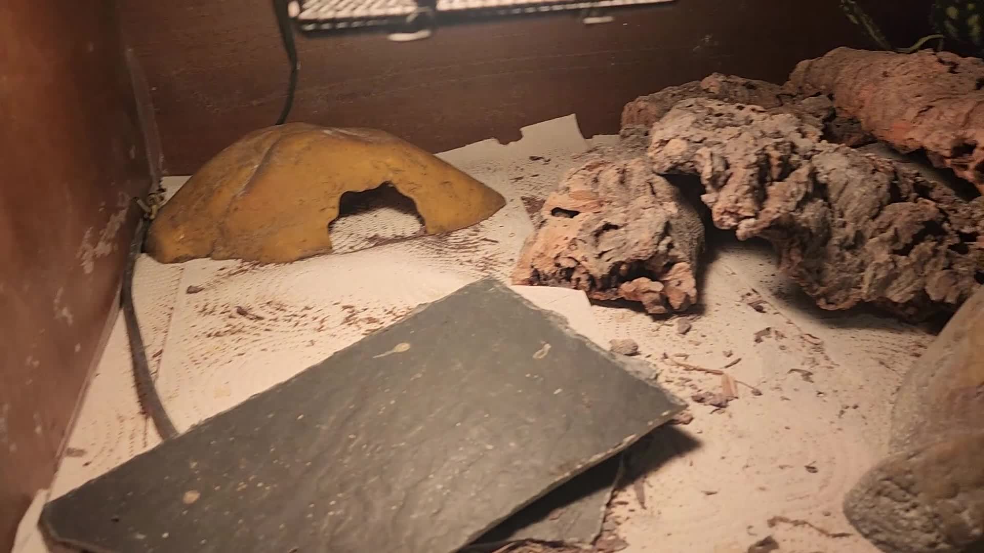 Leopard Gecko reptiles for sale: Handsome male Leopard Gecko. - Video 1