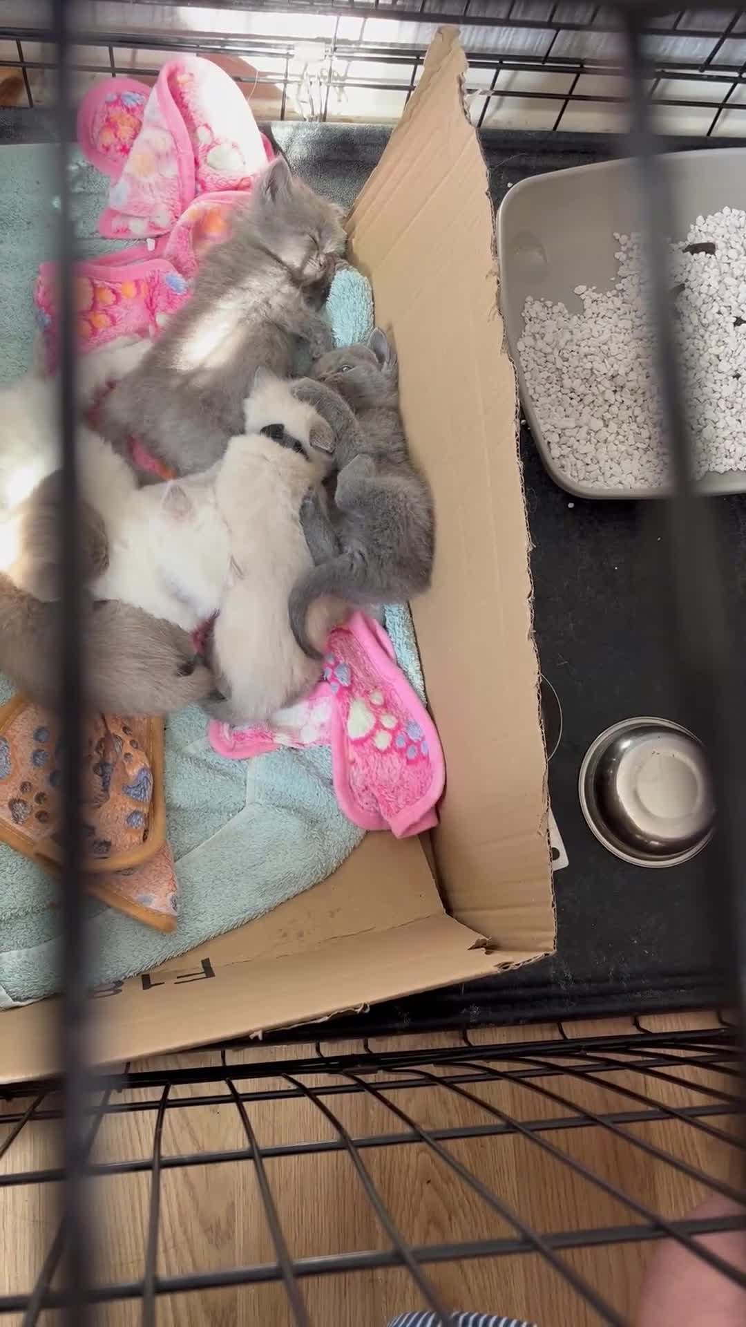 Mixed Breed cats for sale: Beautiful Ragdoll x BSH kittens for sale! - Video 1