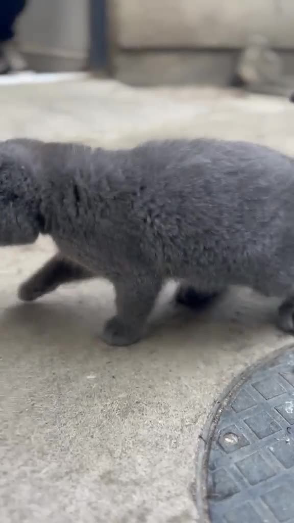 British Shorthair cats for sale: Beautiful British Shorthair Kittens in Bradford - Video 3
