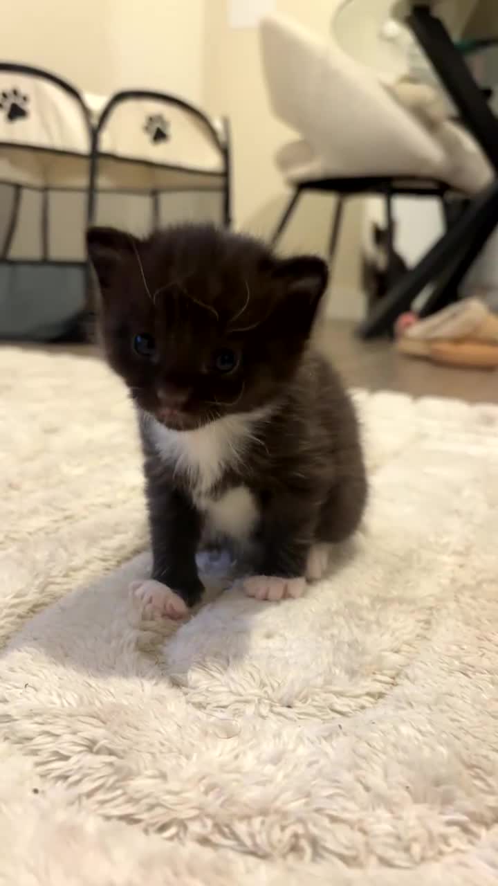 Mixed Breed cats for sale: Beautiful black kitten  - Video 2