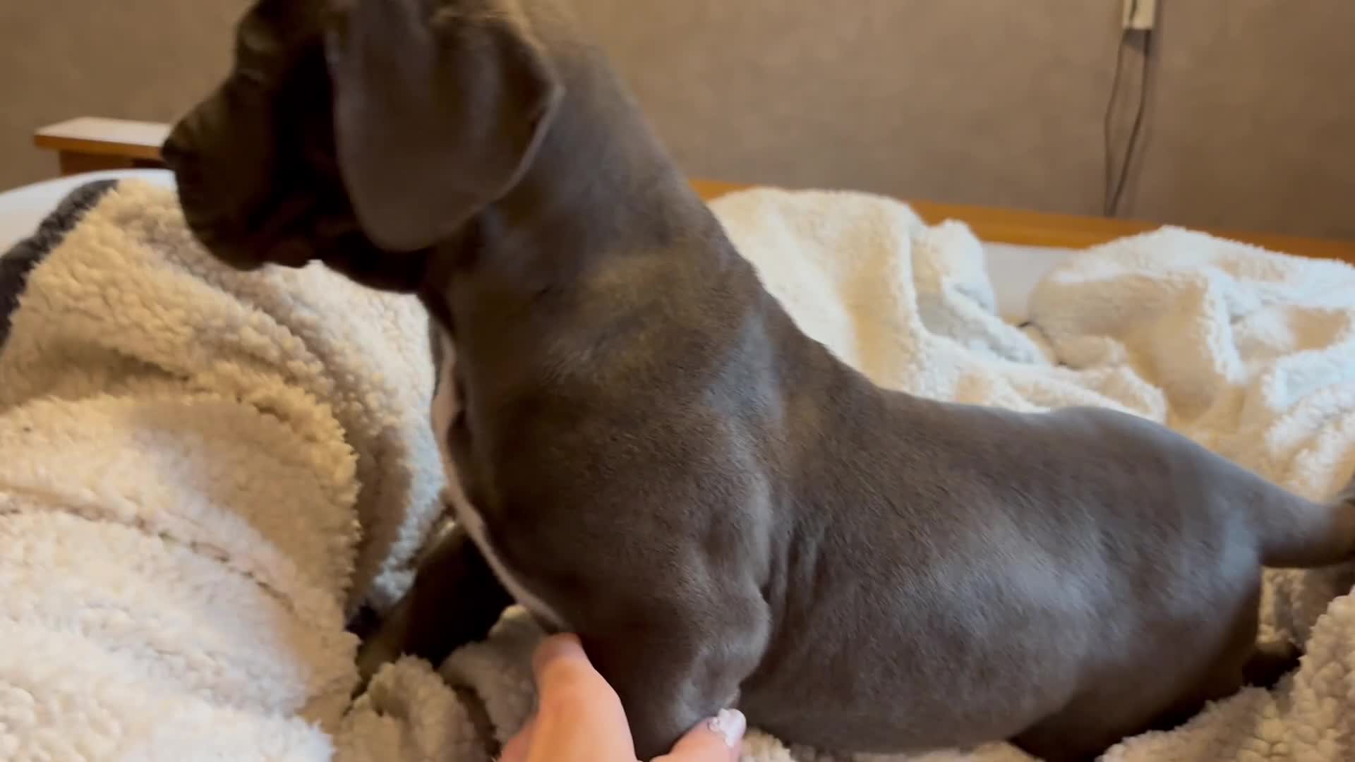 Boerboel dogs for sale: EXCEPTIONAL NABBR REGISTERED PUPPIES!  - Video 2