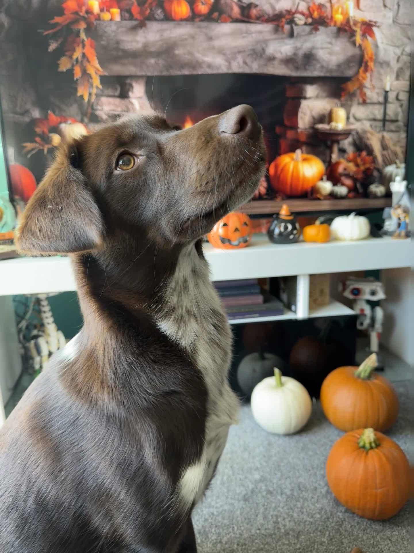 Mixed Breed dogs for sale: 3 Year Old Dog for Sale - Video 1