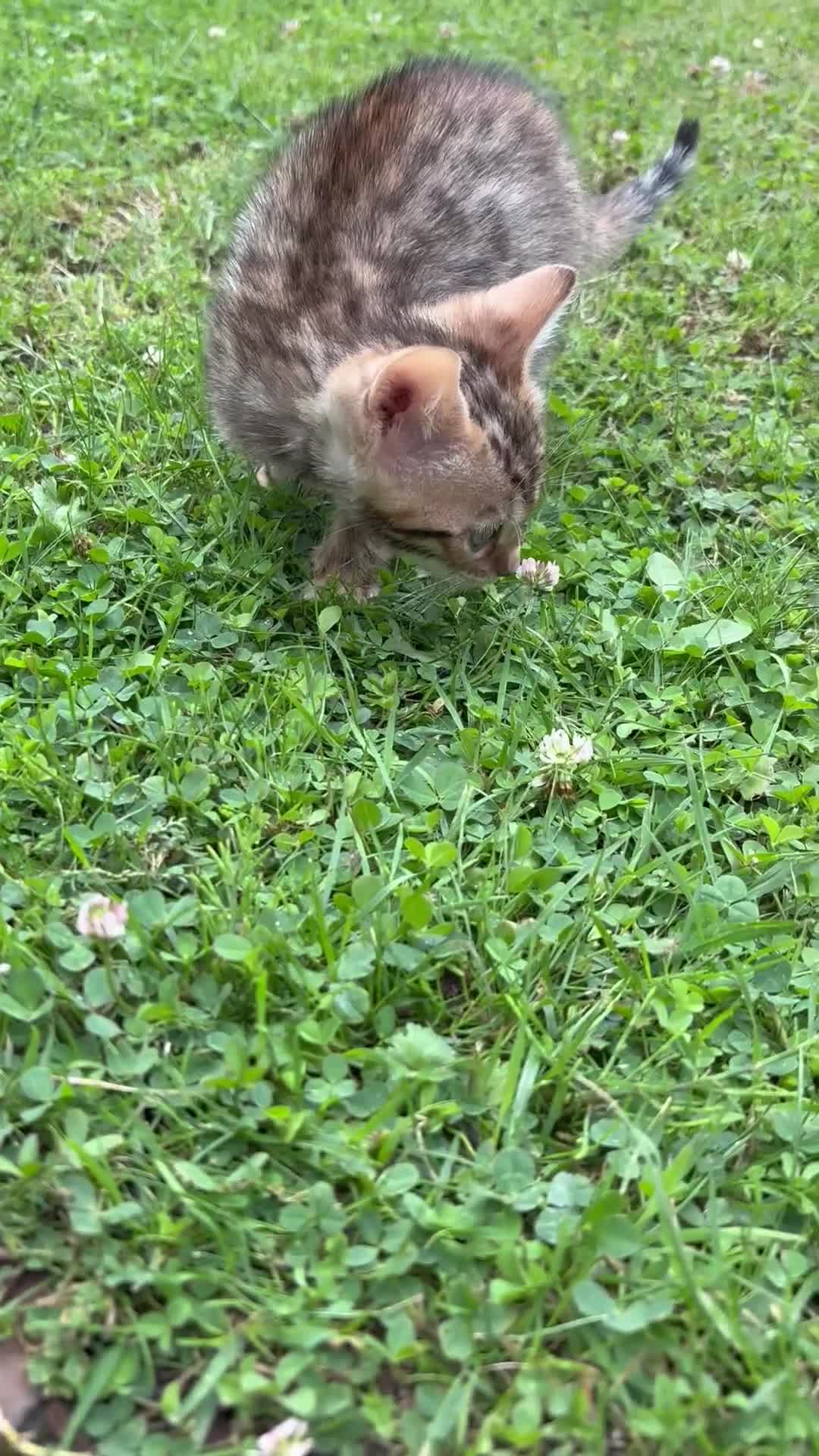 Bengal cats for sale: 1 Pedigree Brown Bengal x Snow Lynx Bengal - Video 1