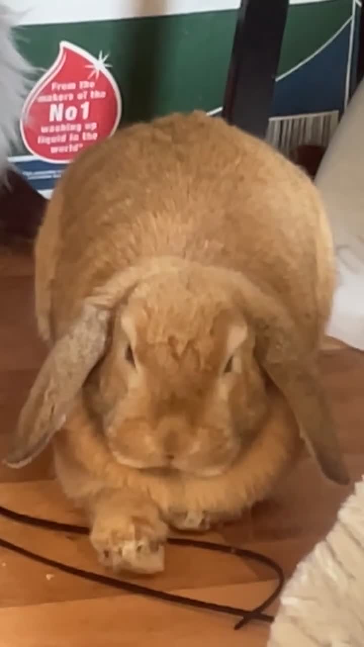 German Lop rabbits for sale: Very friendly bunny in Wolverhampton - Video 1