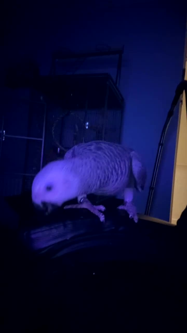 Parrots birds for sale: 6 month old African grey parrot  - Video 2