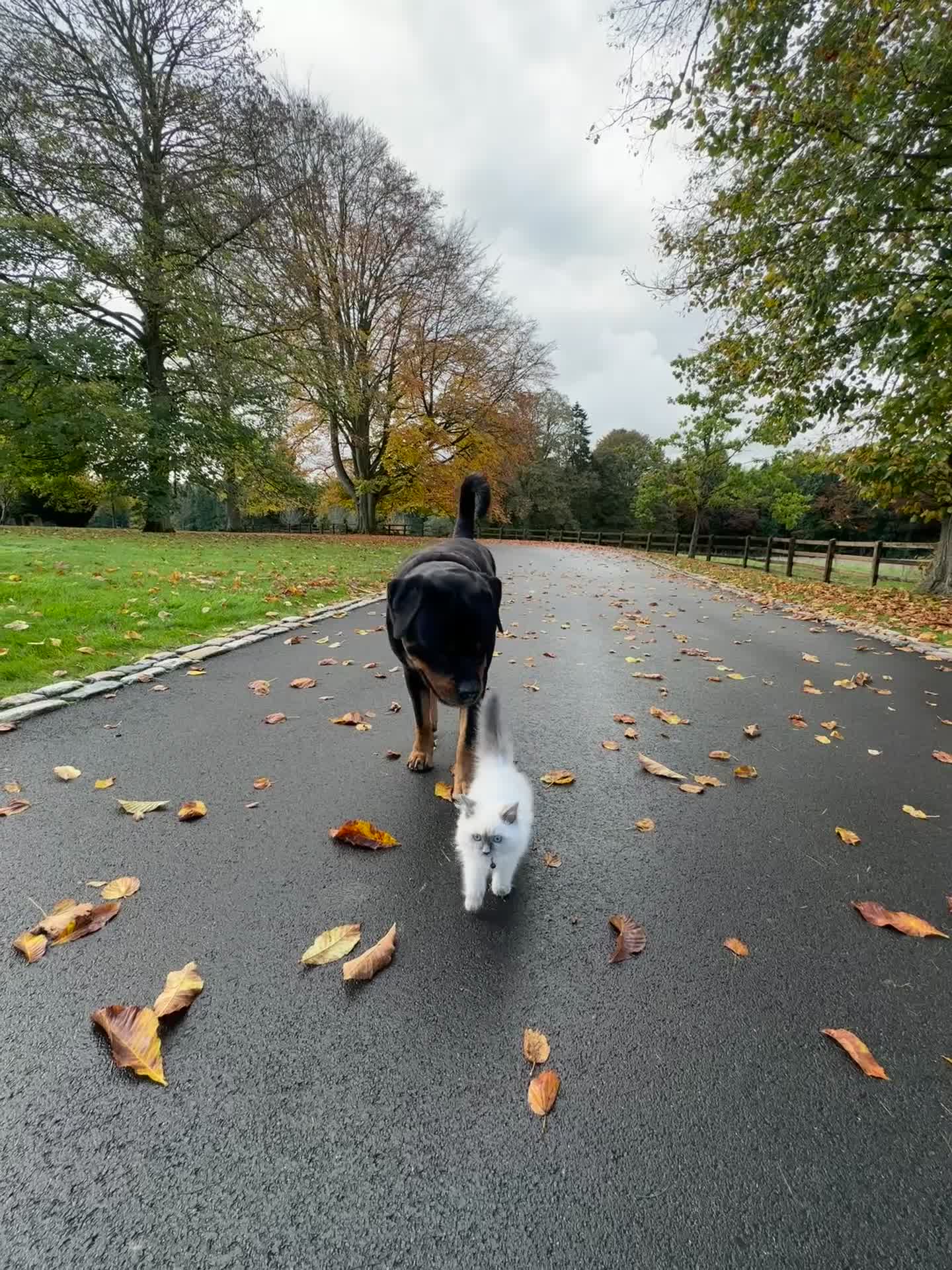 Jack Russell dogs for stud: Dog for stud  in Great Missenden - Video 3