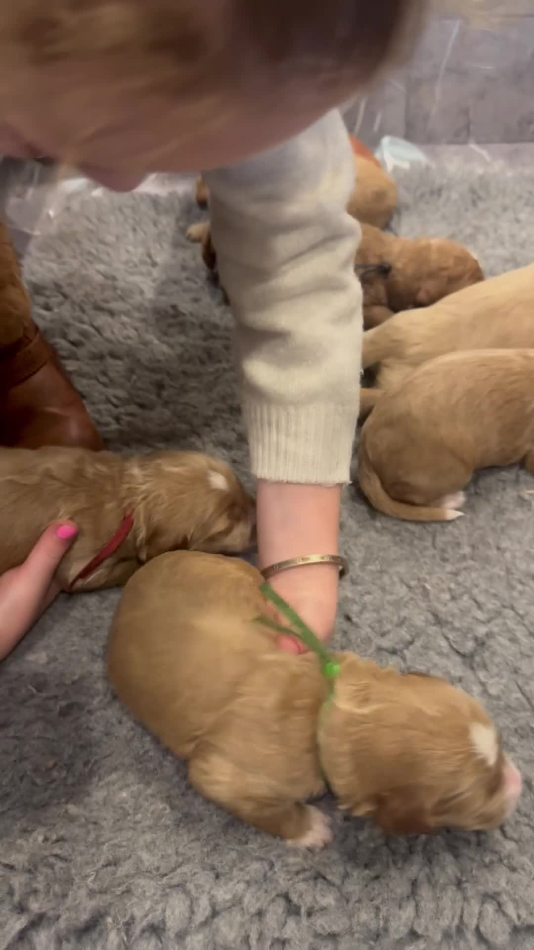 Goldendoodle dogs for sale: Golden doodles F2b - Video 4
