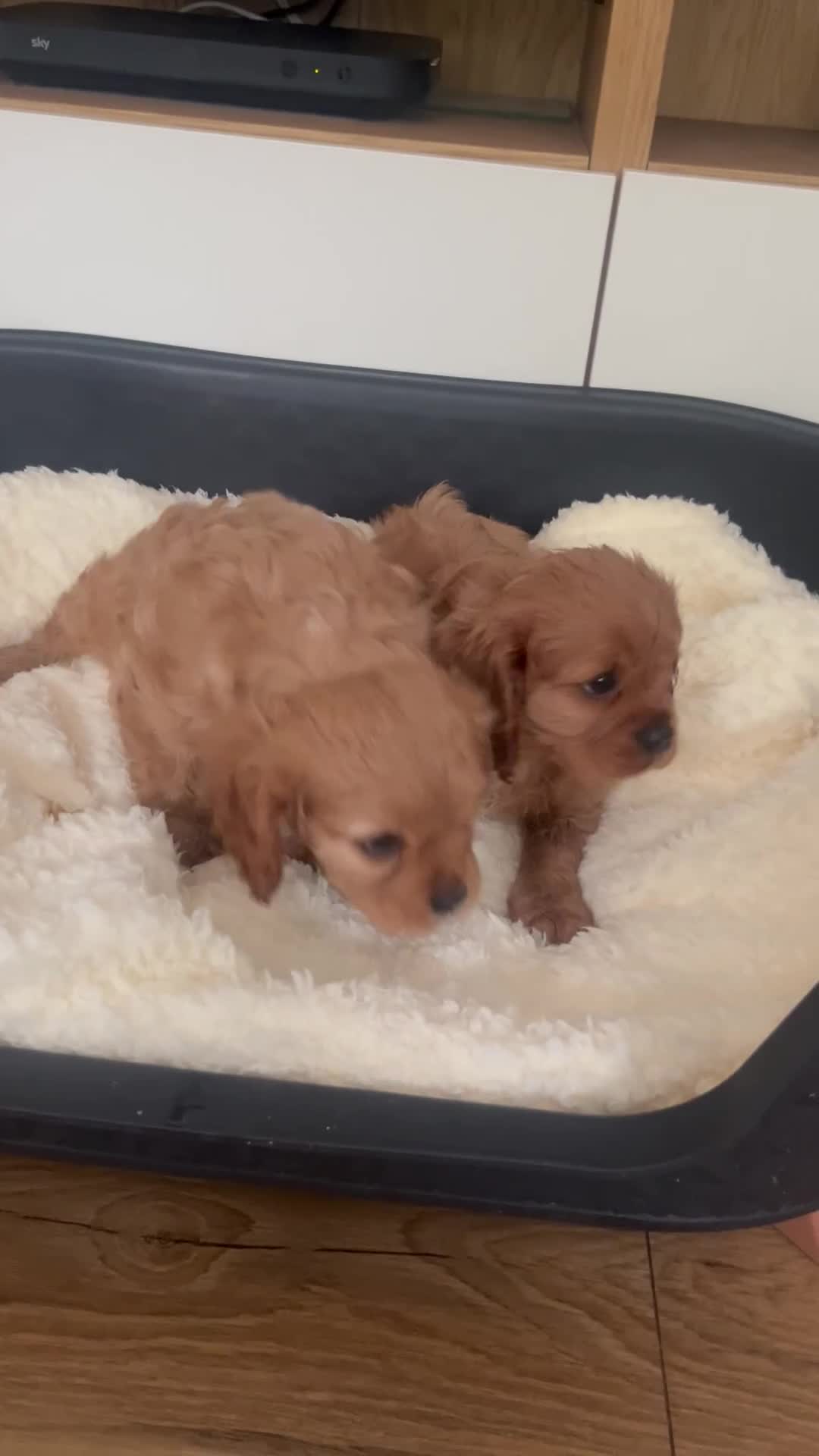 Cavalier King Charles Spaniel dogs for sale: Gorgeous King Charles cavalier pups🐶 - Video 1