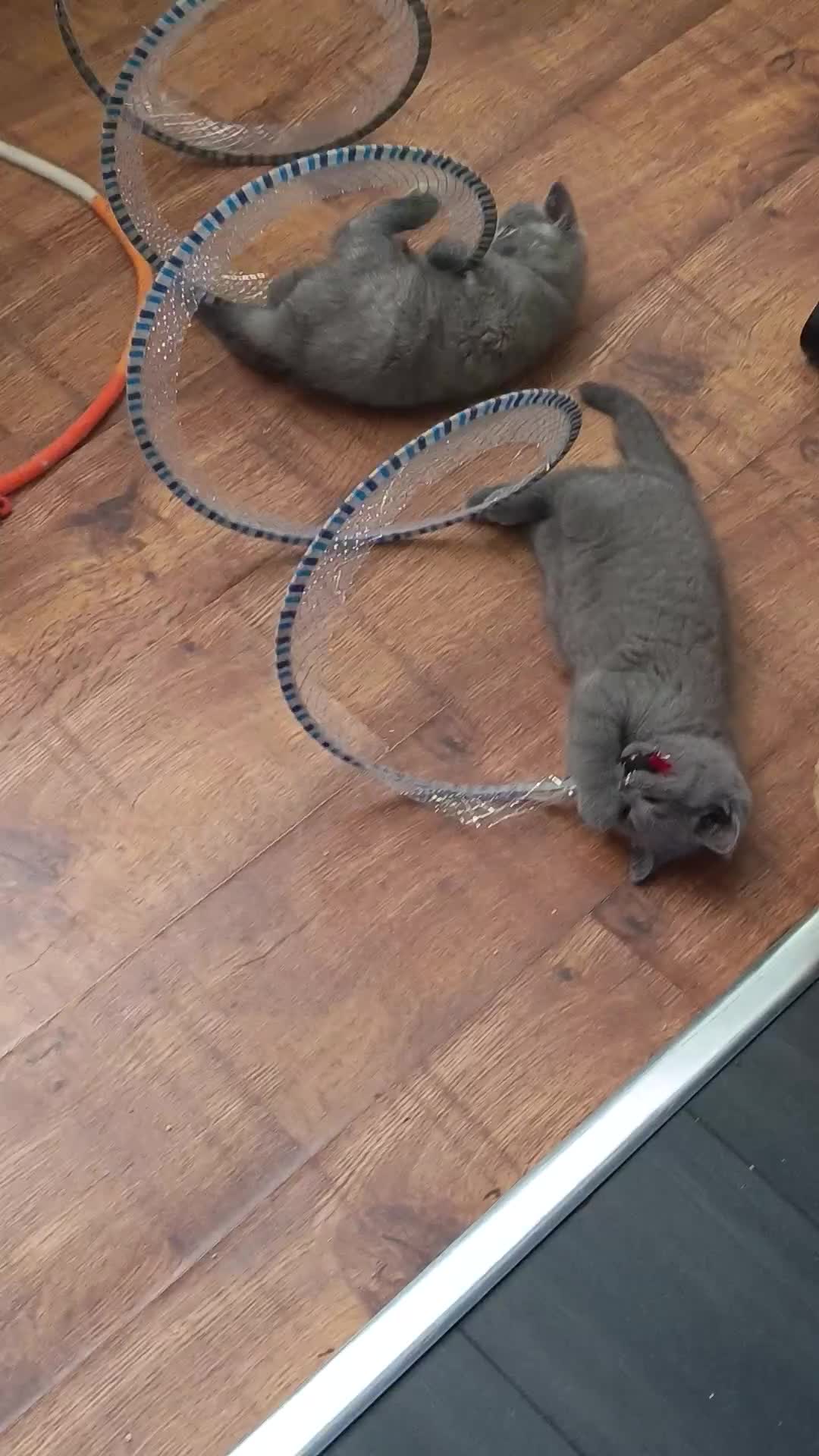British Shorthair cats for sale: *Beautiful GCCF Reg'd Kittens*DNA Tested Parents* - Video 1