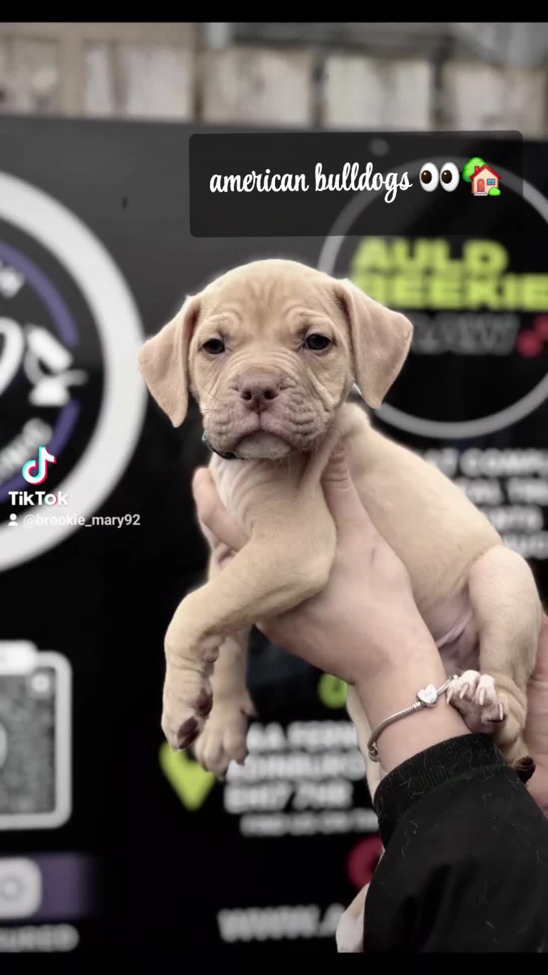 Mixed Breed dogs for sale: PUPPYS READY TO LEAVE  in Edinburgh - Video 4