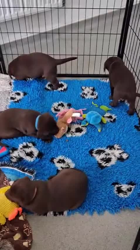 Labrador Retriever dogs for sale: KC Registered Chocolate Lab Pups - Video 2