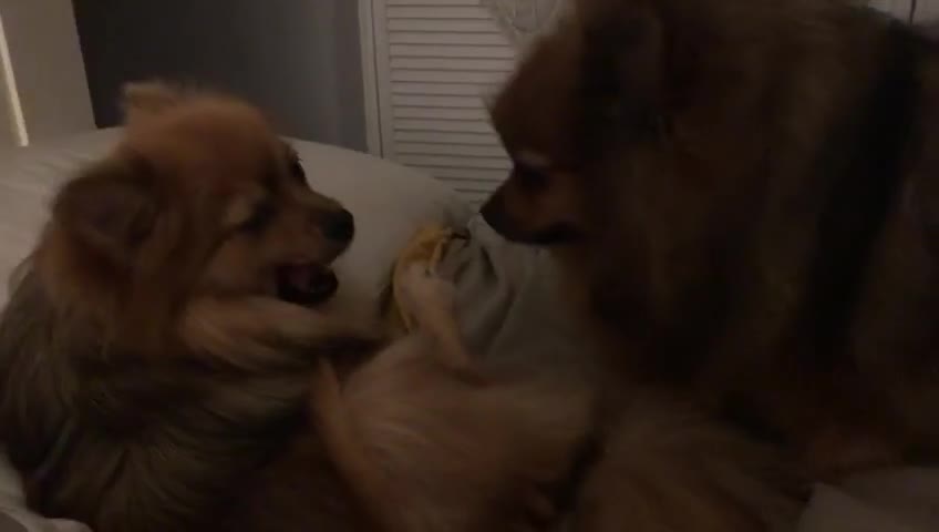 Pomeranian dogs for sale: Poppet the Pomeranian  - Video 1