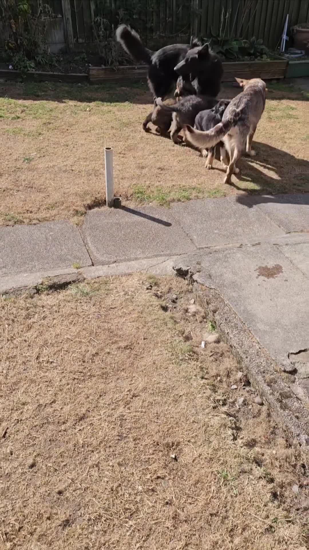 German Shepherd dogs for sale: 🔹️beautiful purebred straight back KC gsp's🔹️ - Video 2