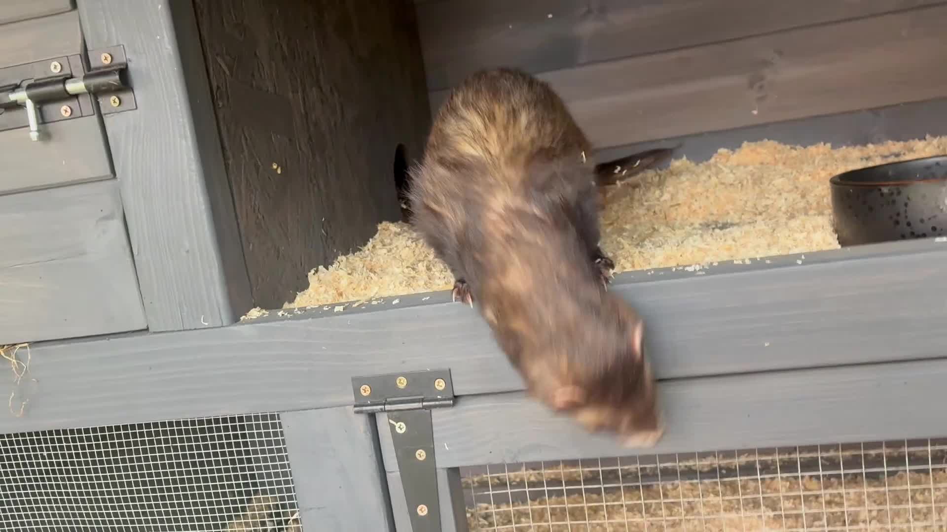 Ferret rodents for sale: Hob ferret - Video 1