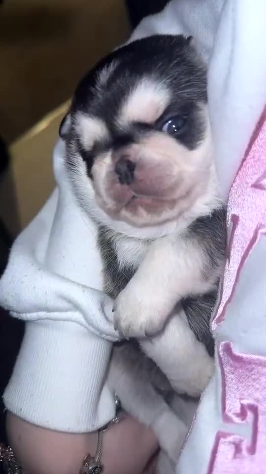 Pug dogs for sale: Pug 1 boy kc  - Video 2