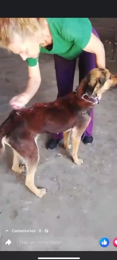 Mixed Breed dogs for adoption: A Life of Abuse please Help ! in Hengoed - Video 2