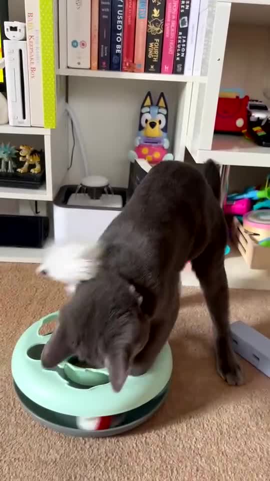 Mixed Breed cats for sale: 5-6 month old male Kitten - Video 2