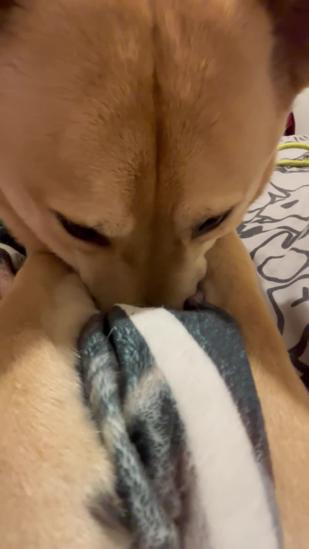 Mixed Breed dogs for sale: MUST BE ONLY PET IN HOME - Video 1