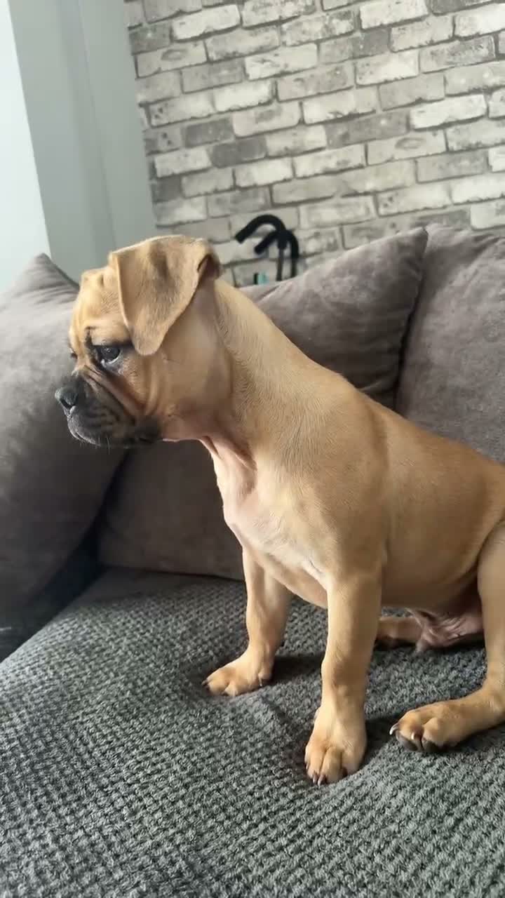 Mixed Breed dogs for sale: Beautiful little male puppy  in Welshpool - Video 1
