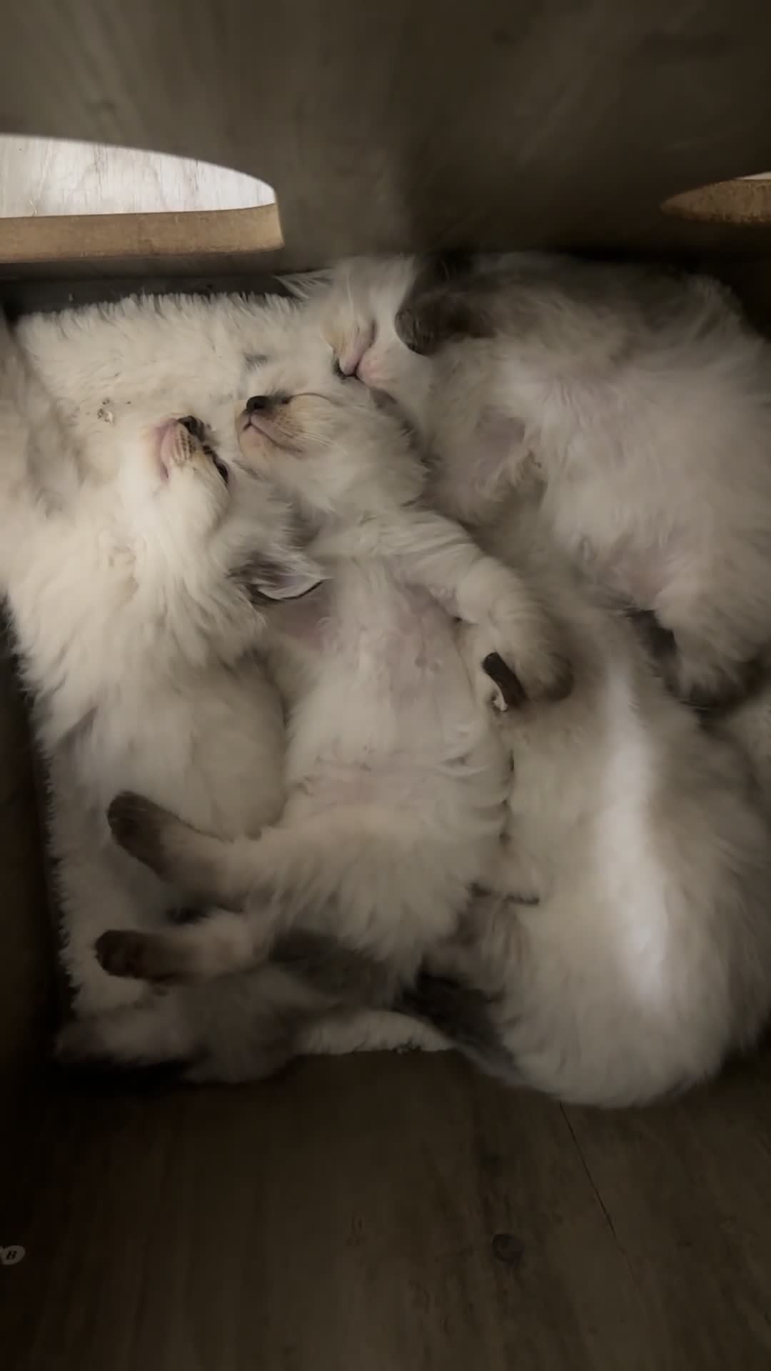 Ragdoll cats for sale: Pure Ragdoll Seal/blue point Lynx kittens - Video 1