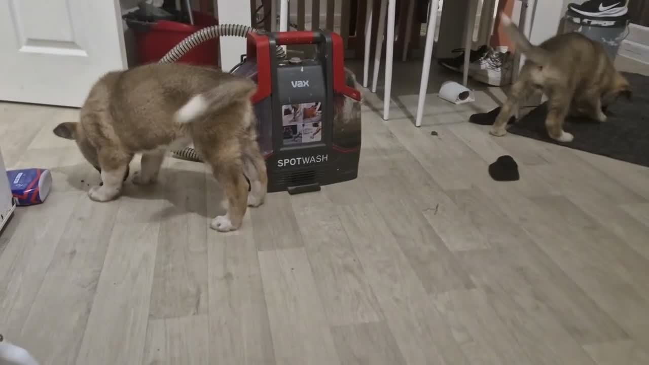 Mixed Breed dogs for sale: Alaskan malamute cross akita puppies - Video 2