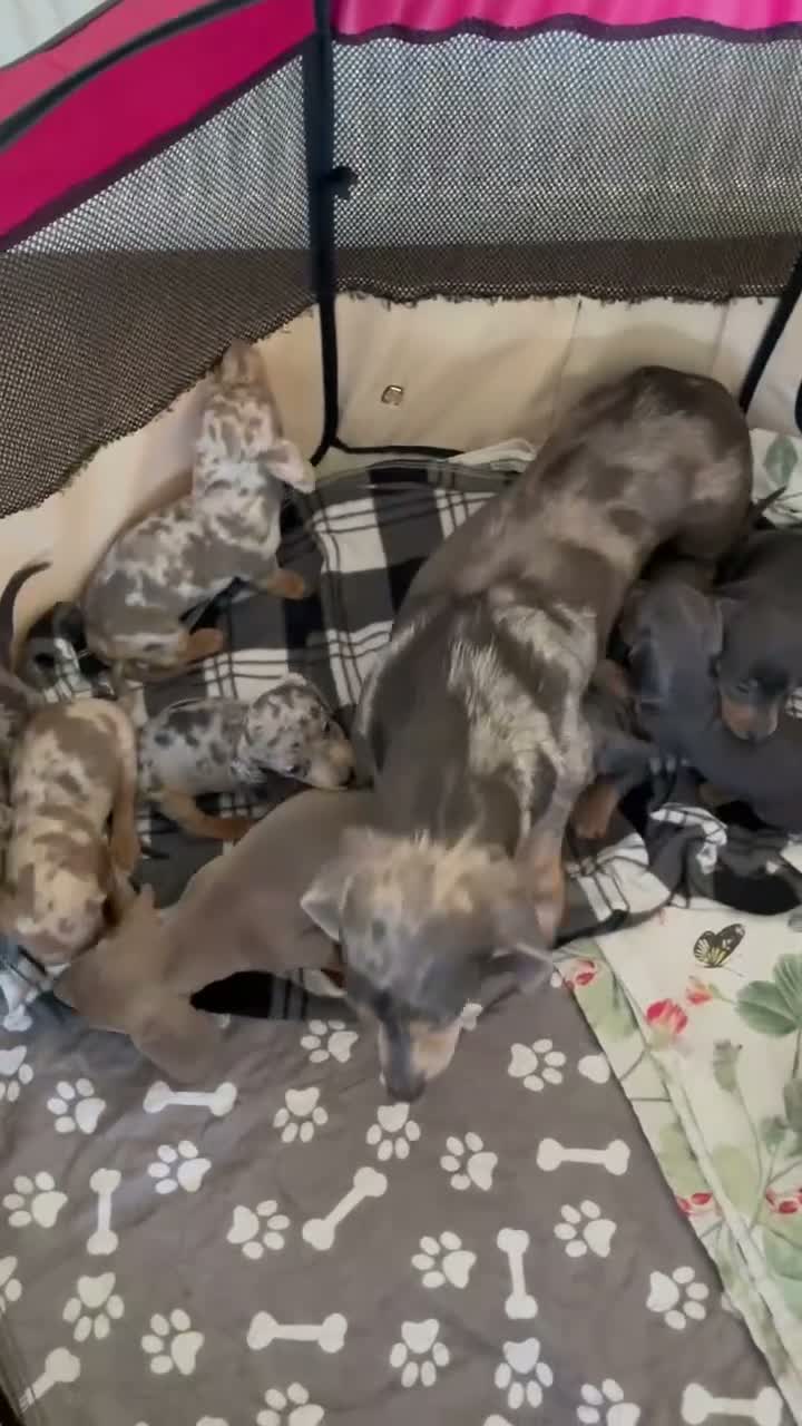 Dachshund dogs for sale: Gorgeous dachshund puppies deposit secure  - Video 2