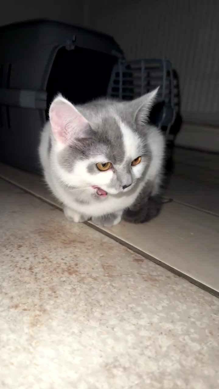 British Shorthair cats for sale: ✨1 BSH Kitten Left £400 ✨  - Video 2
