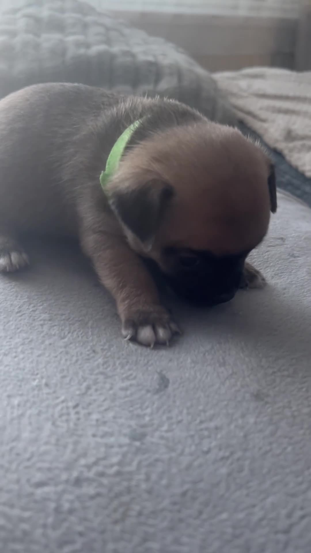 Jug dogs for sale: Jugs puppies  in Hereford - Video 3