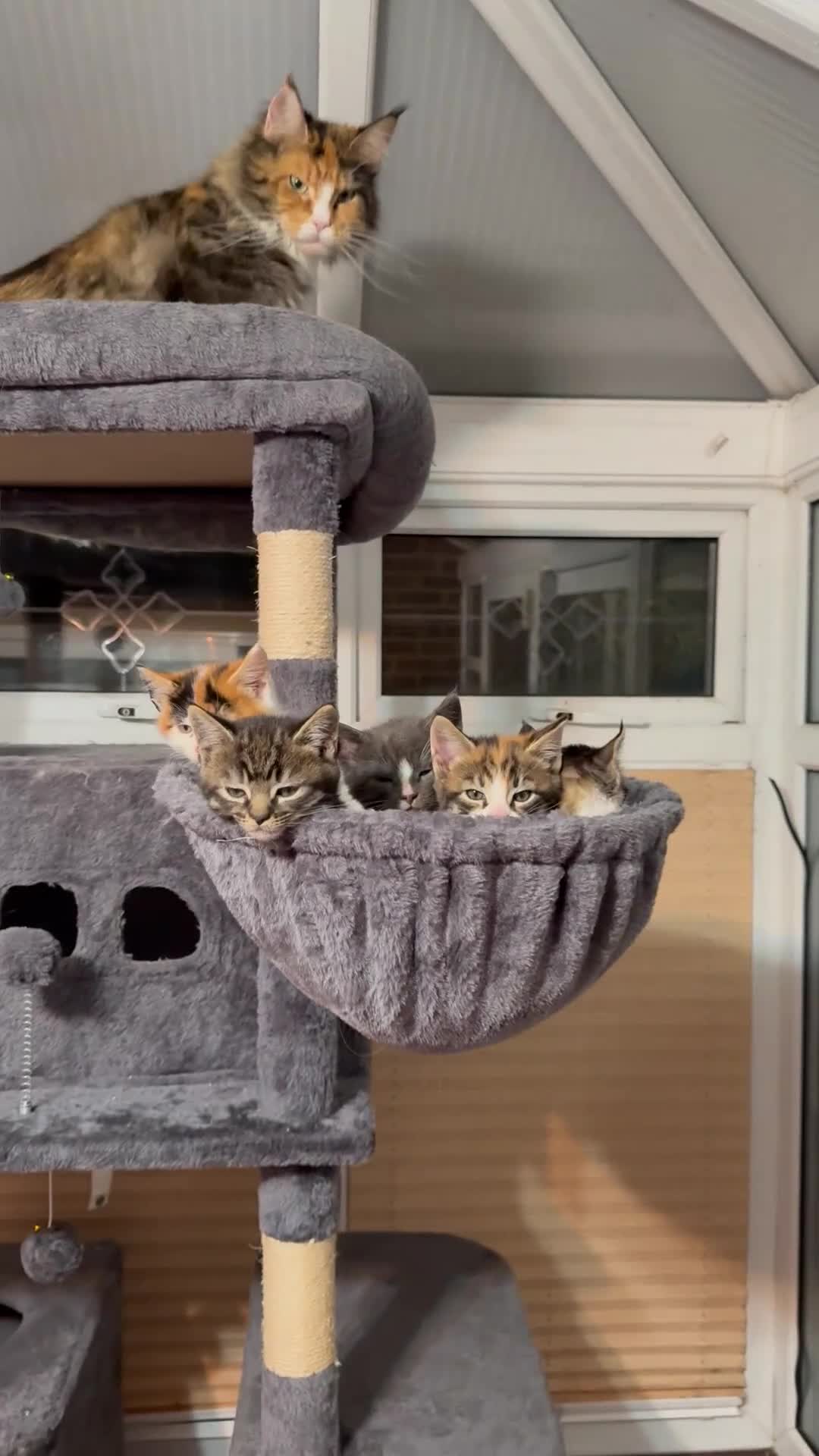 Maine Coon cats for sale: TORTOISESHELL MAINE COON X KITTENS - Video 3