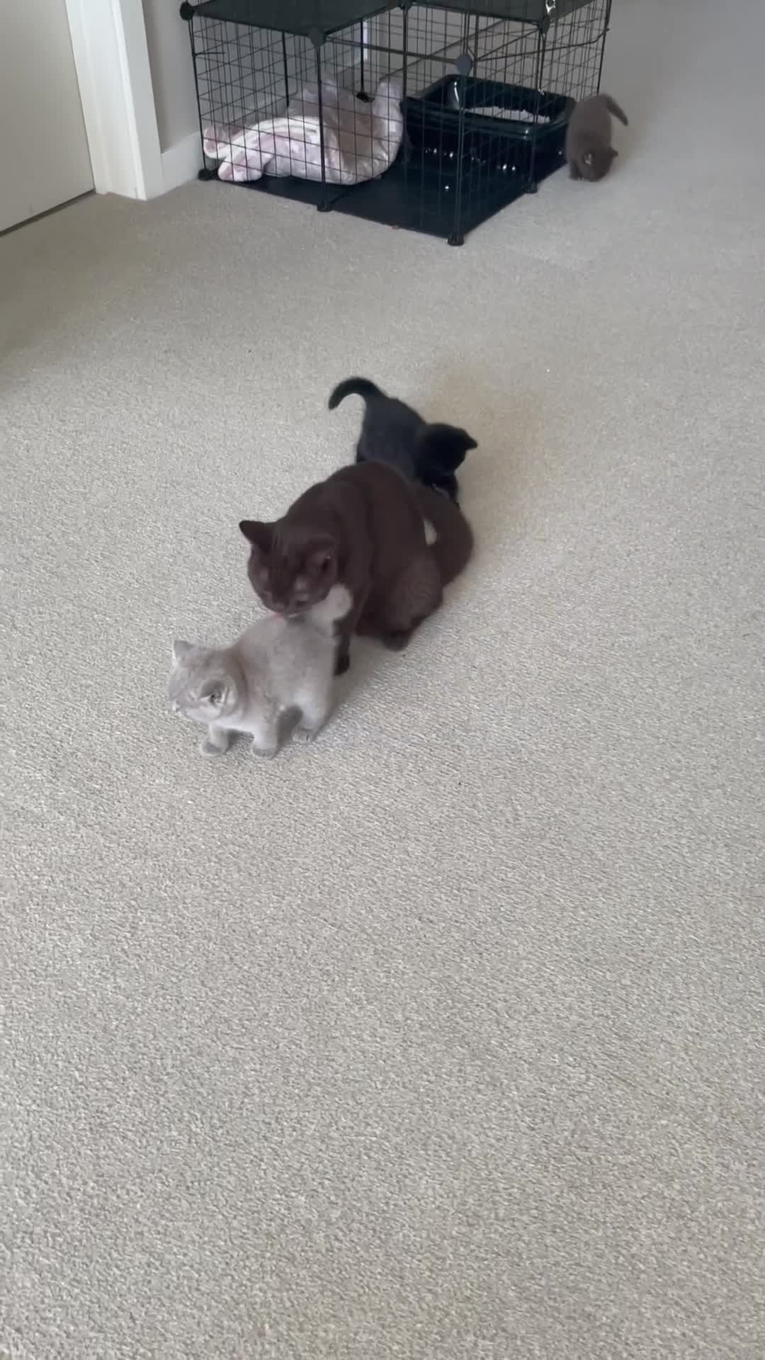 British Shorthair cats for sale: GCCF  black little girl remaining  - Video 1