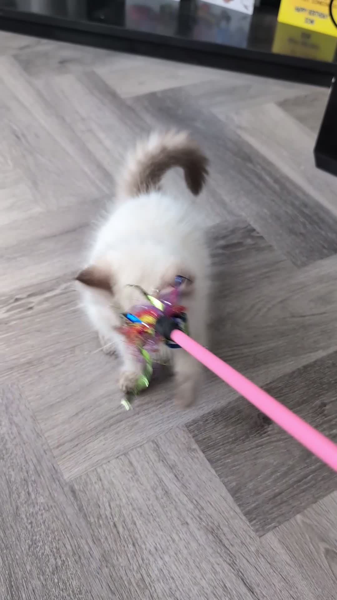 Ragdoll cats for sale: Meet little Tigger! GCCF pedigree Ragdoll Kitten  - Video 1
