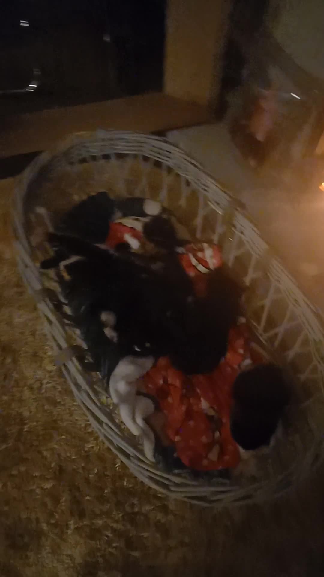 Mixed Breed cats for sale: 8 lovey little kittens looking a loving home  in Dumbarton - Video 2