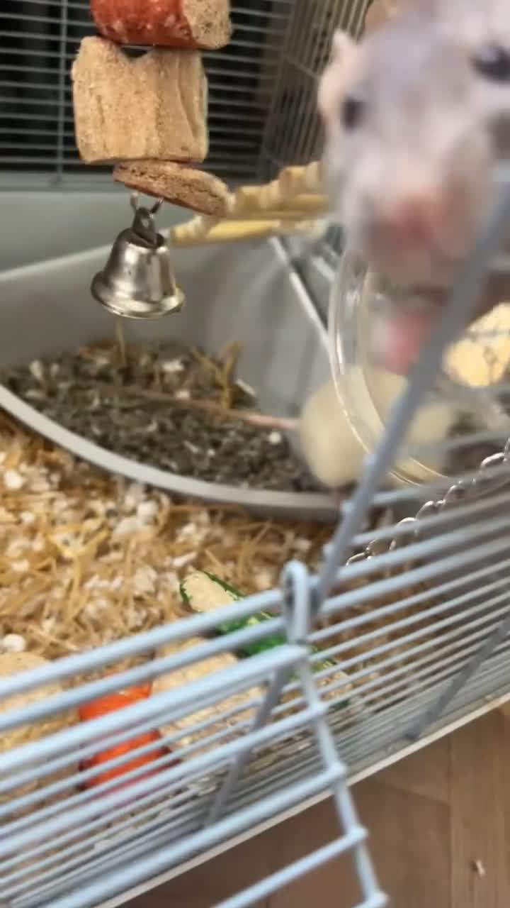 Rat rodents for sale: Rehoming two lovely girl rats  - Video 2