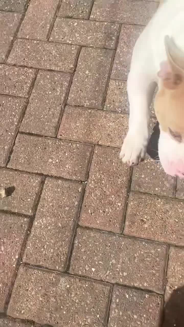 American Bully dogs for sale: (MAYA) AMERICA BULLY  - Video 1