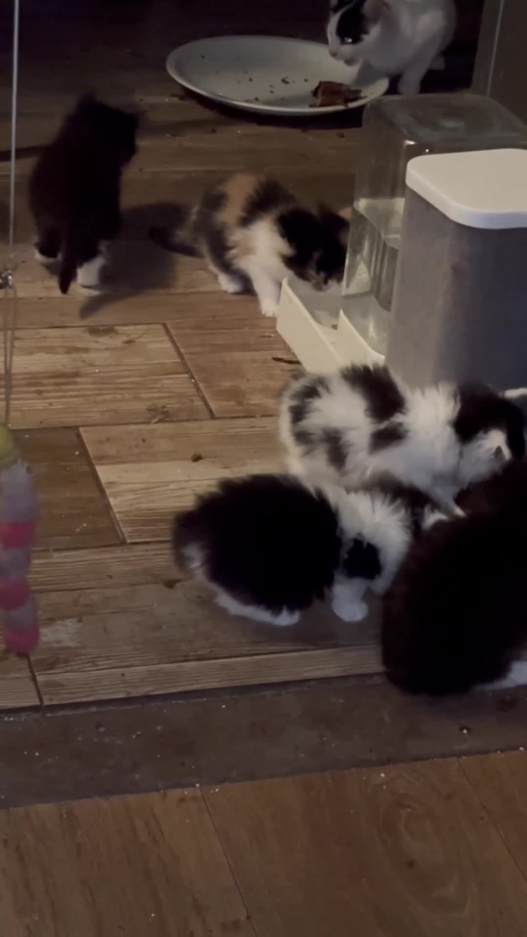 Mixed Breed cats for sale: Five semi long haired kittens available now - Video 3