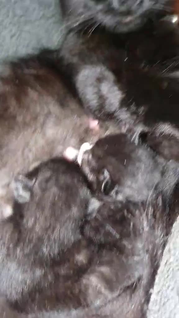 Norwegian Forest Cat cats for sale: Norwegian forest x British long hair - Video 1