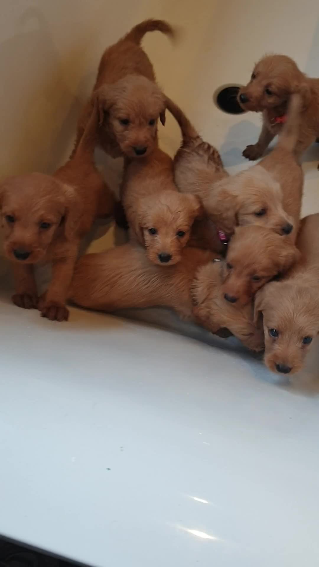 Labradoodle dogs for sale: ONLY 4 GIRLS LEFT F1 miniature labradoodles - Video 1