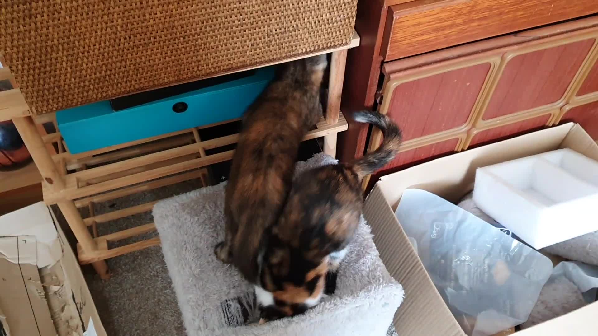 Mixed Breed cats for sale: Gorgeous friendly kittens - Video 1