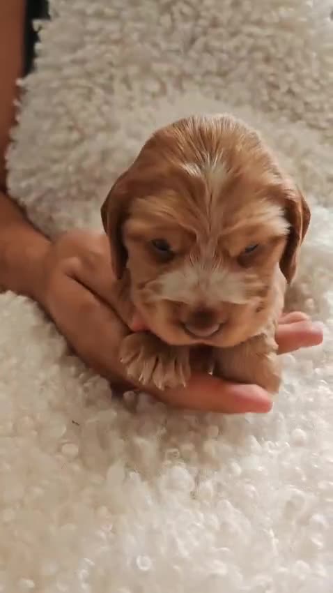 Cocker Spaniel dogs for sale: Kc show cocker spaniel puppies  - Video 3