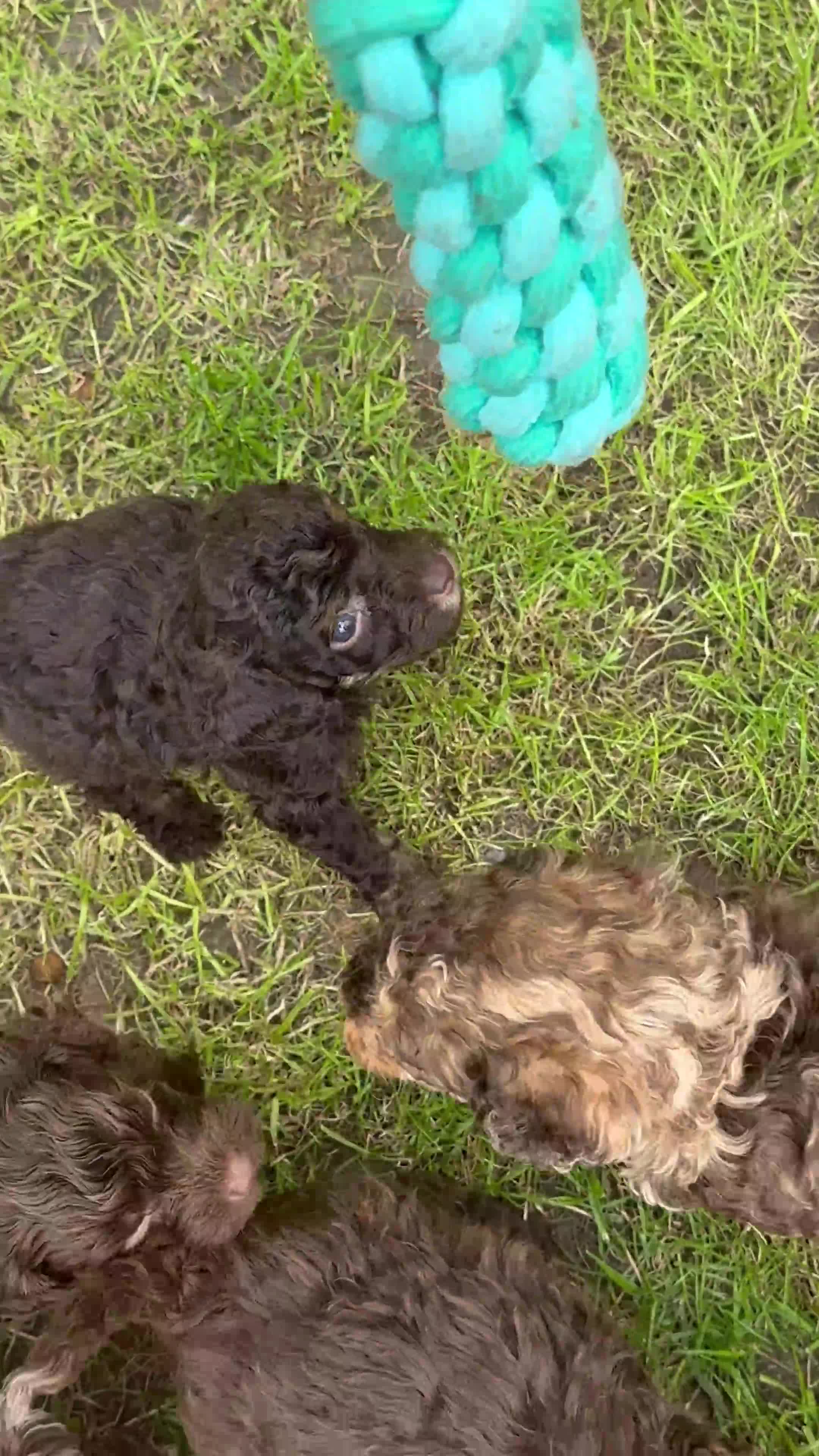 Mixed Breed dogs for sale: Chocolate merl Cockerpoo puppies - Video 3