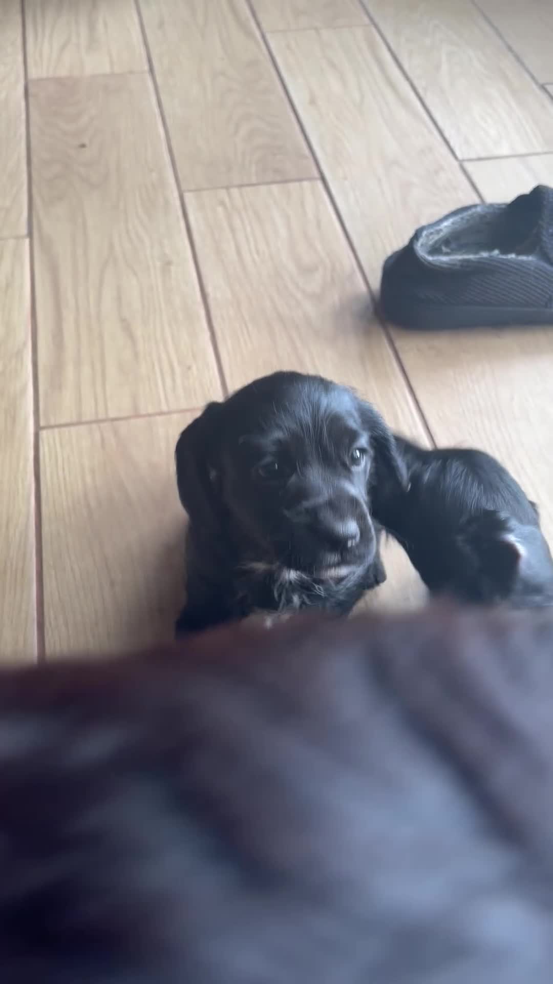 Mixed Breed dogs for sale: Miniature wirehaired Dachshund X Cocker Spaniel  - Video 2