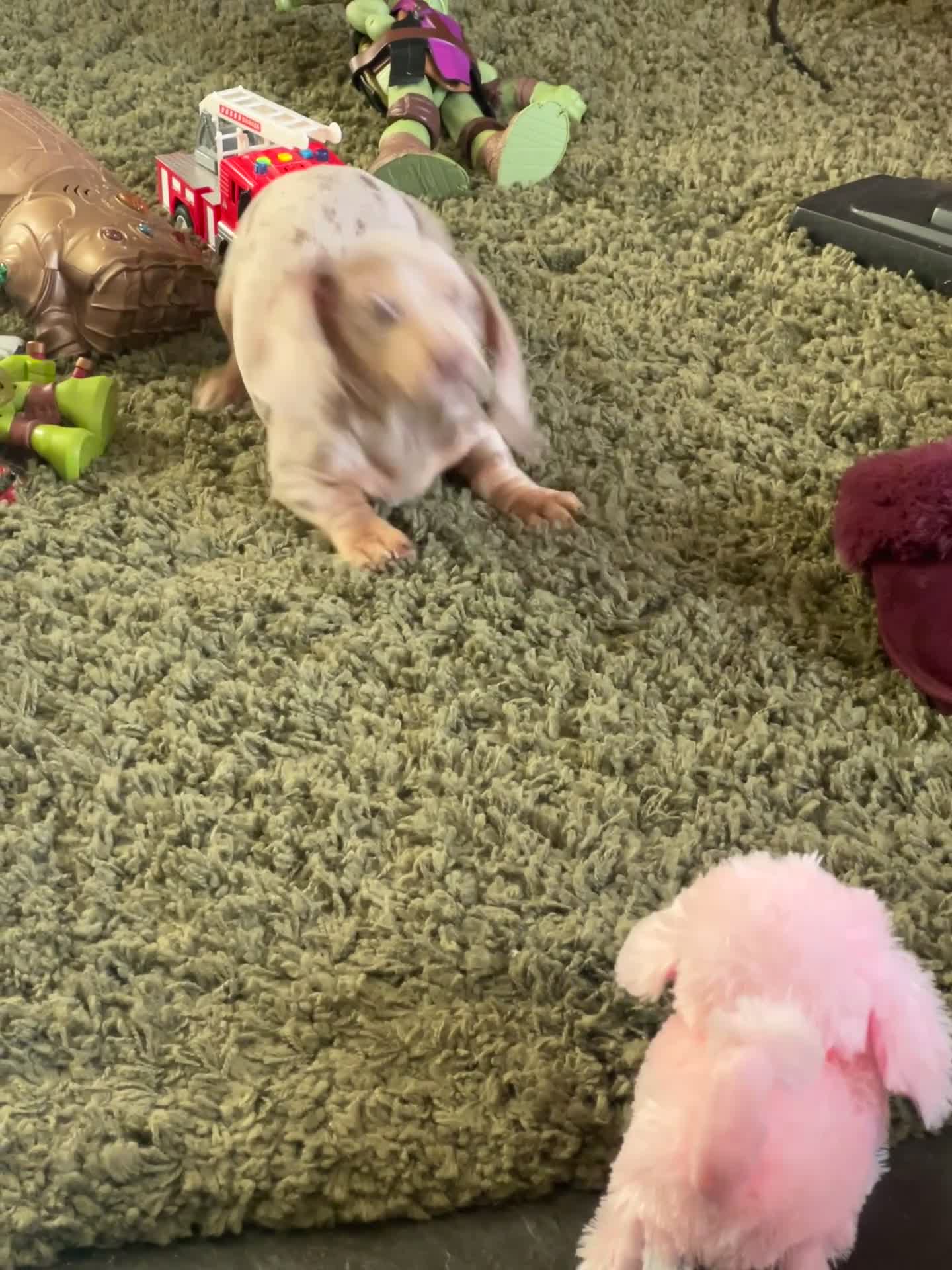 Miniature Dachshund dogs for sale: 1 Beautiful Kc reg Girl 💗 needs rehoming  - Video 1