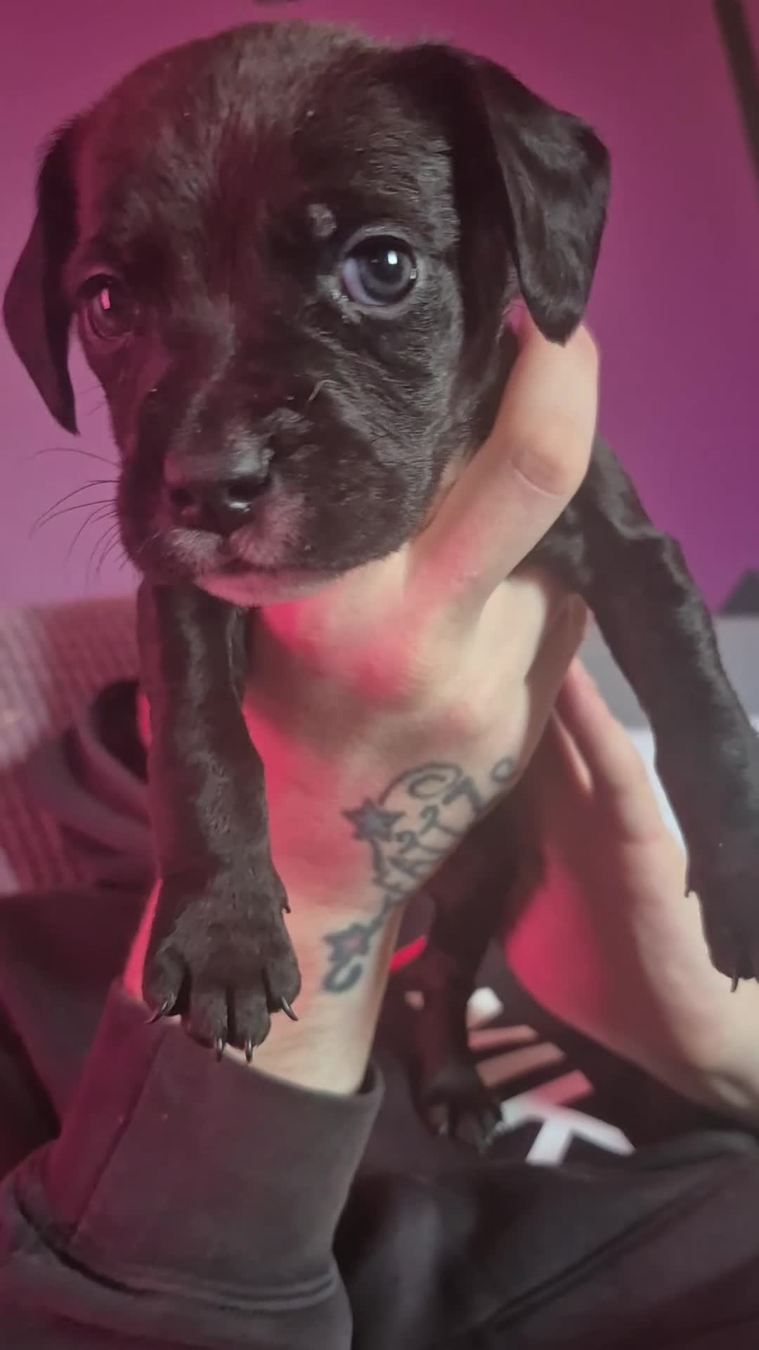 Mixed Breed dogs for sale: Bullmastiff x Springer Spaniel Puppies - Video 3