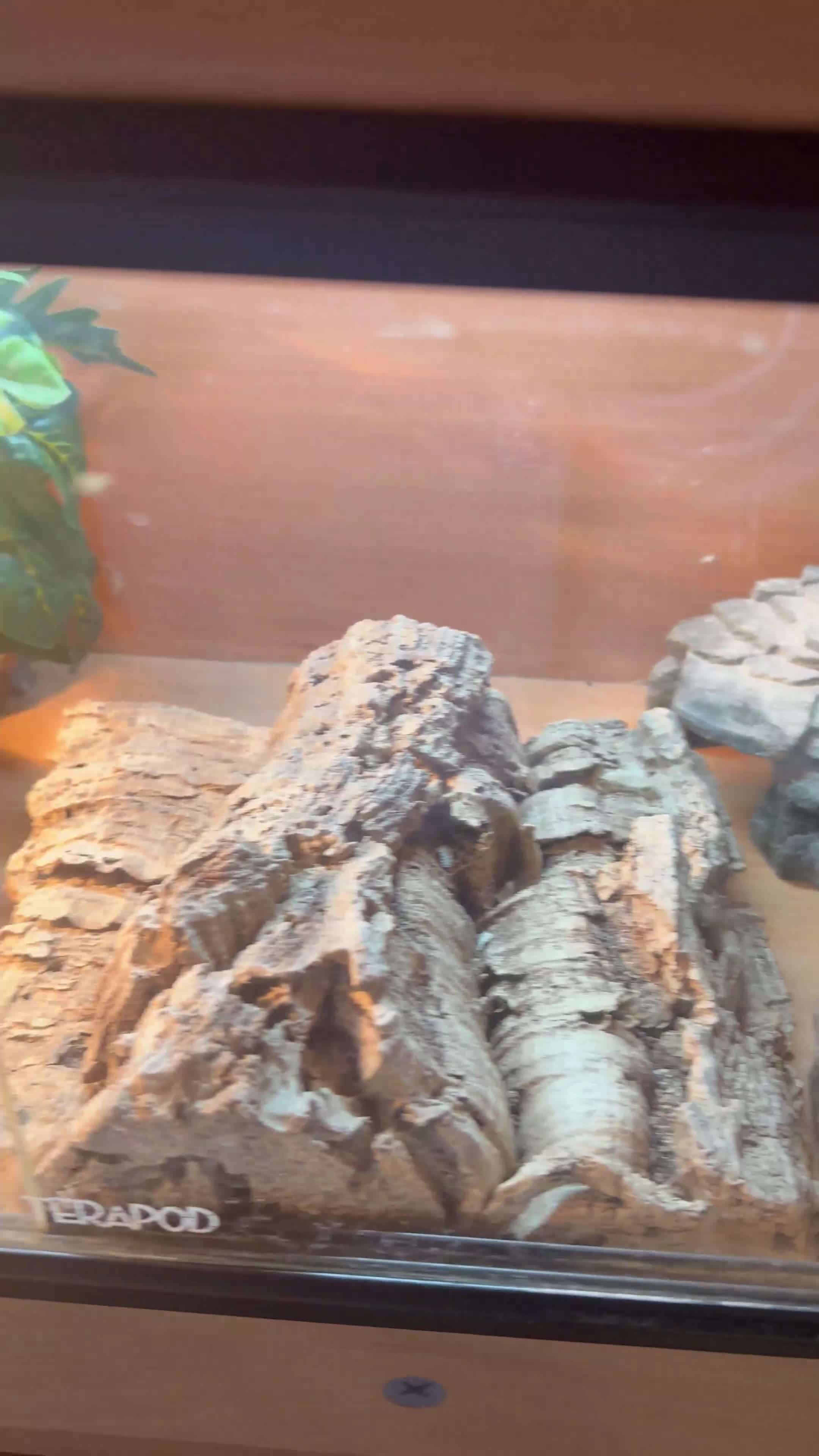 Bearded Dragon reptiles for sale: Her name is spike  - Video 1