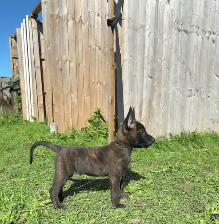 Belgian Shepherd Dog dogs for sale: Very well bred Dutch Herder Male  - Video 3