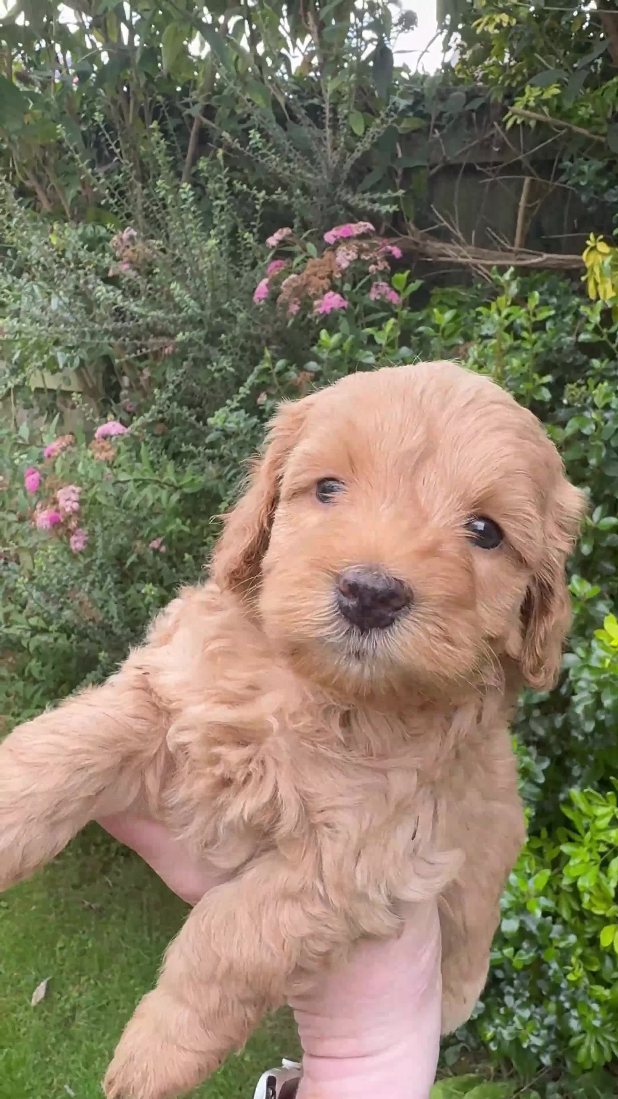 Mixed Breed dogs for sale:  Cavapoo x Cockapoo Ready 9th August - Video 4