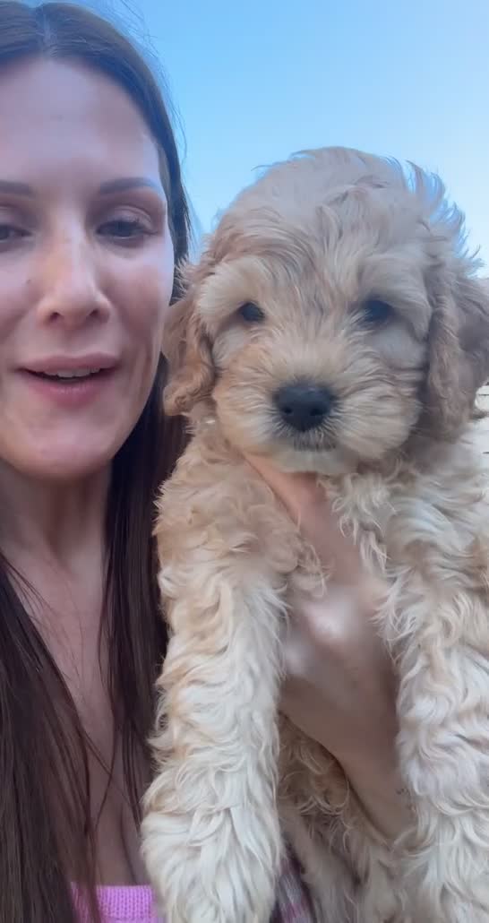 Labradoodle dogs for sale: 🐾 Health Tested F1B Mini Labradoodle Puppies 🐾 - Video 2