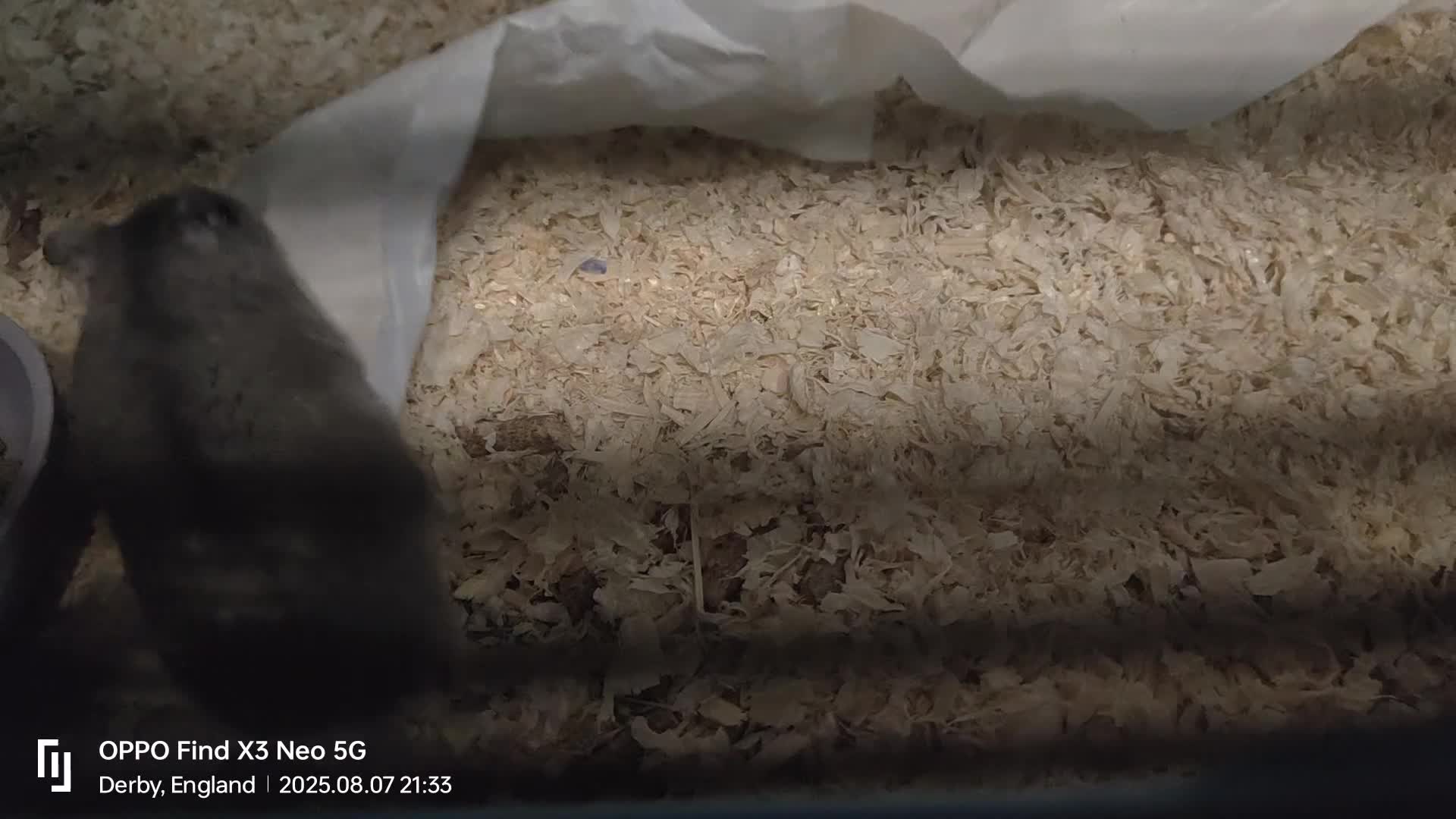 Hamster rodents for sale:  🐹 Dwarf hamster 🐹 - Video 1