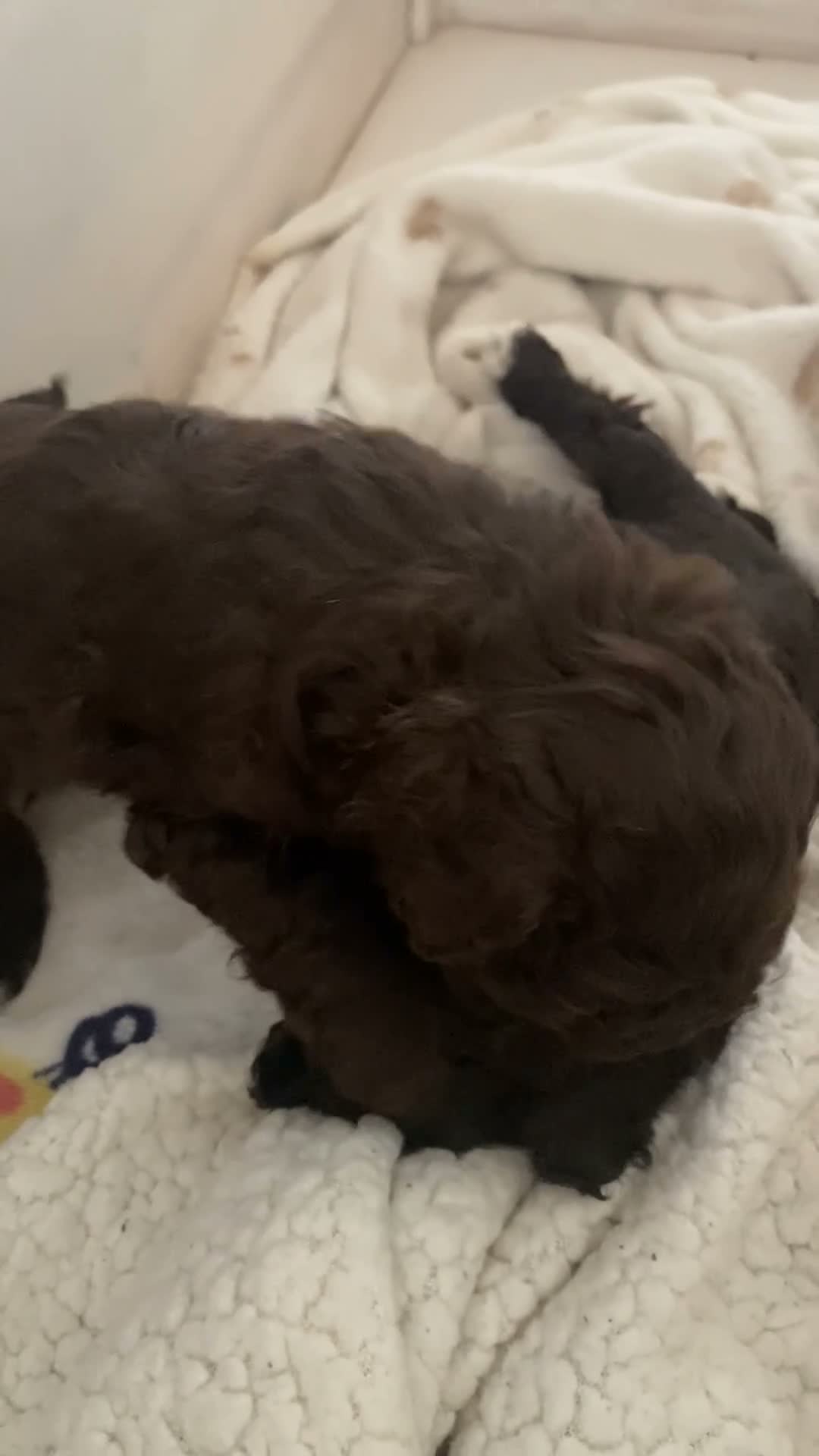 Cavapoo dogs for sale: 🤎🐾 Gorgeous Chocolate Cavapoo Puppies 🐾🤎 in Southend-on-Sea - Video 1